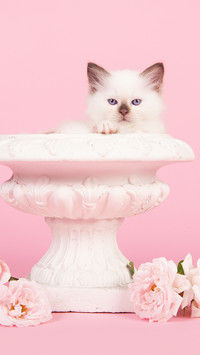 好好照顾小奶猫