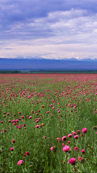 Mongolian grasslands