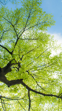 Ancient trees are in full bloom in spring