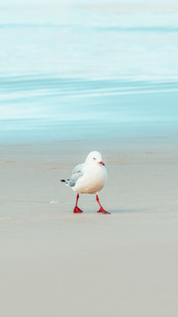 Seagull walking along beach shoreline