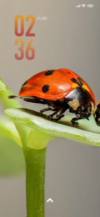 nature ladybug