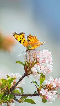 Spring equinox to share beauty with all things