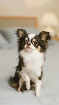 Suitable for domesticated small and unpopular dogs 9