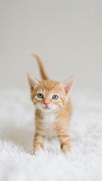 科学食补帮助小猫迎接冬天