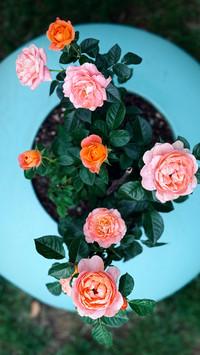The rose of spring