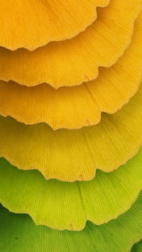 Stacked ginkgo leaves
