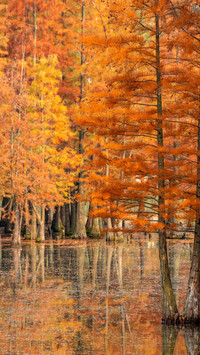 Chengdu Bailuwan Wetland Scenery