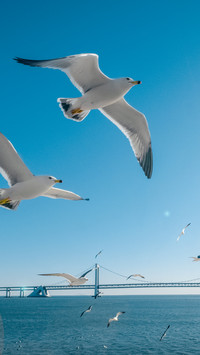 Seagull star bay bridge