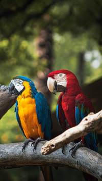 Macaw