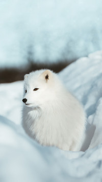 The Arctic Fox of Scandinavia