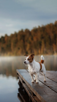 Dog Jack Russell Terrier shore of the lake in early morning