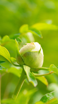 Bud about to bloom 2