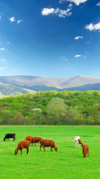 Eye care green grass
