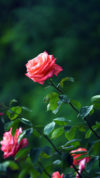 Flowers in the Corner