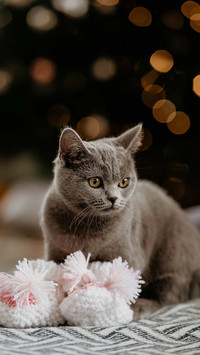 Lovely animals-02