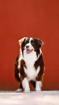 Dogs with nests not sleeping 2
