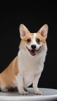 柯基犬智商竟然这么高
