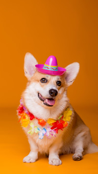 柯基犬智商竟然这么高