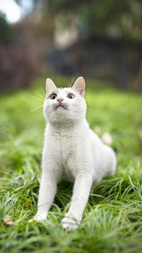 Pet cat71