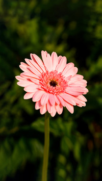 Three tips for shooting flowers 9