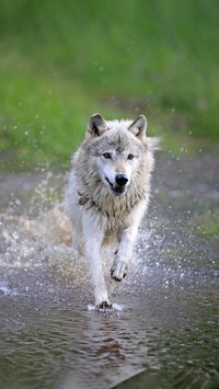 What are the living habits of wolves