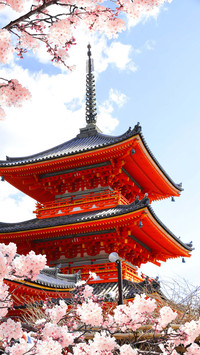 Spring time in Kyoto, Japan. Sakura blossom season