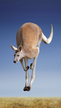 Kangaroo of different body sizes 8
