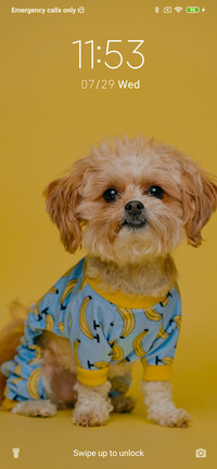 Puppy_3MDS