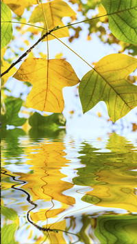 Colorful Autumn Leaves and Water Reflection