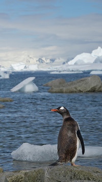 Cute penguin-03