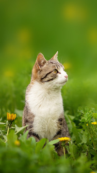 Photo of a tabby cat in the green grass with dandelions
