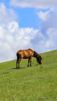 Horses can grow muscles even if they only eat grass