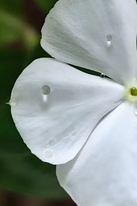 White beauty.jpg