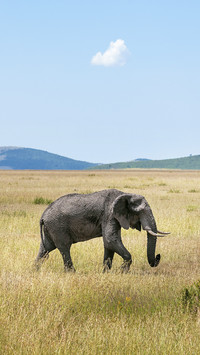 Elephant on Grassland