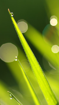 international_plant (7)