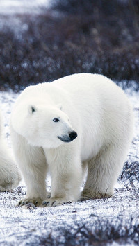 Lovely Polar Bear (3)