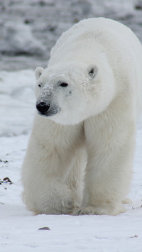 Lovely Polar Bear (7)