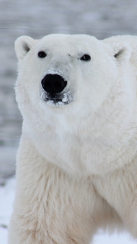 Lovely Polar Bear (8)