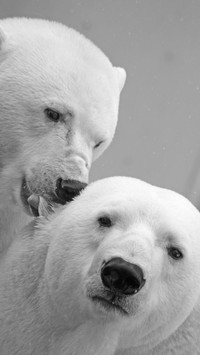 Lovely Polar Bear (9)