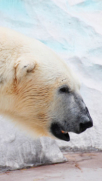 Lovely Polar Bear (1)
