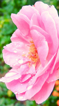 Morning Rose