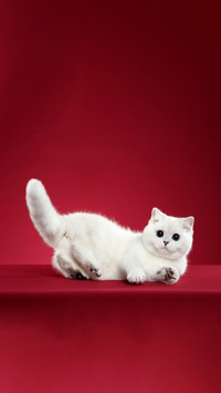 Cat meat mat looks at personality