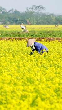 Working in the fields