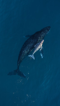 鲸鱼宝宝慢慢长大
