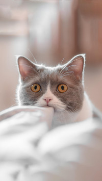 猫咪为何舔你头发？