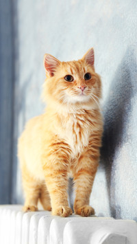猫为何能飞檐走壁