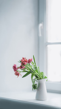 Pink peony tulips in a white jug on a white - sill window