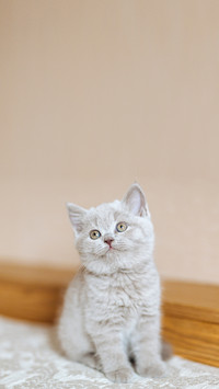 British kittens six weeks