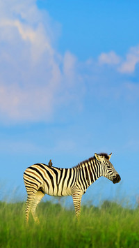 Zebra with blue storm sky