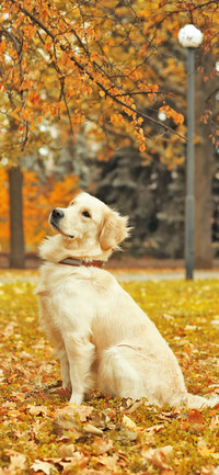 Dogs in Autumn-PAIXIN